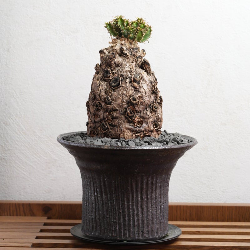 ユーフォルビア・ムランジーナ 現地球 x 井上茂 陶器鉢 | Agave