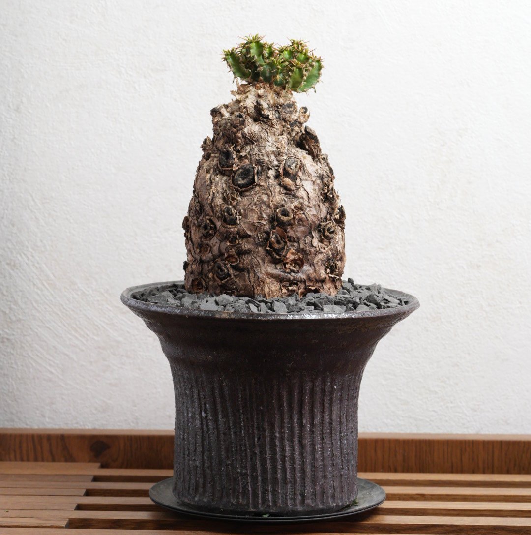 ユーフォルビア・ムランジーナ 現地球 x 井上茂 陶器鉢 | Agave