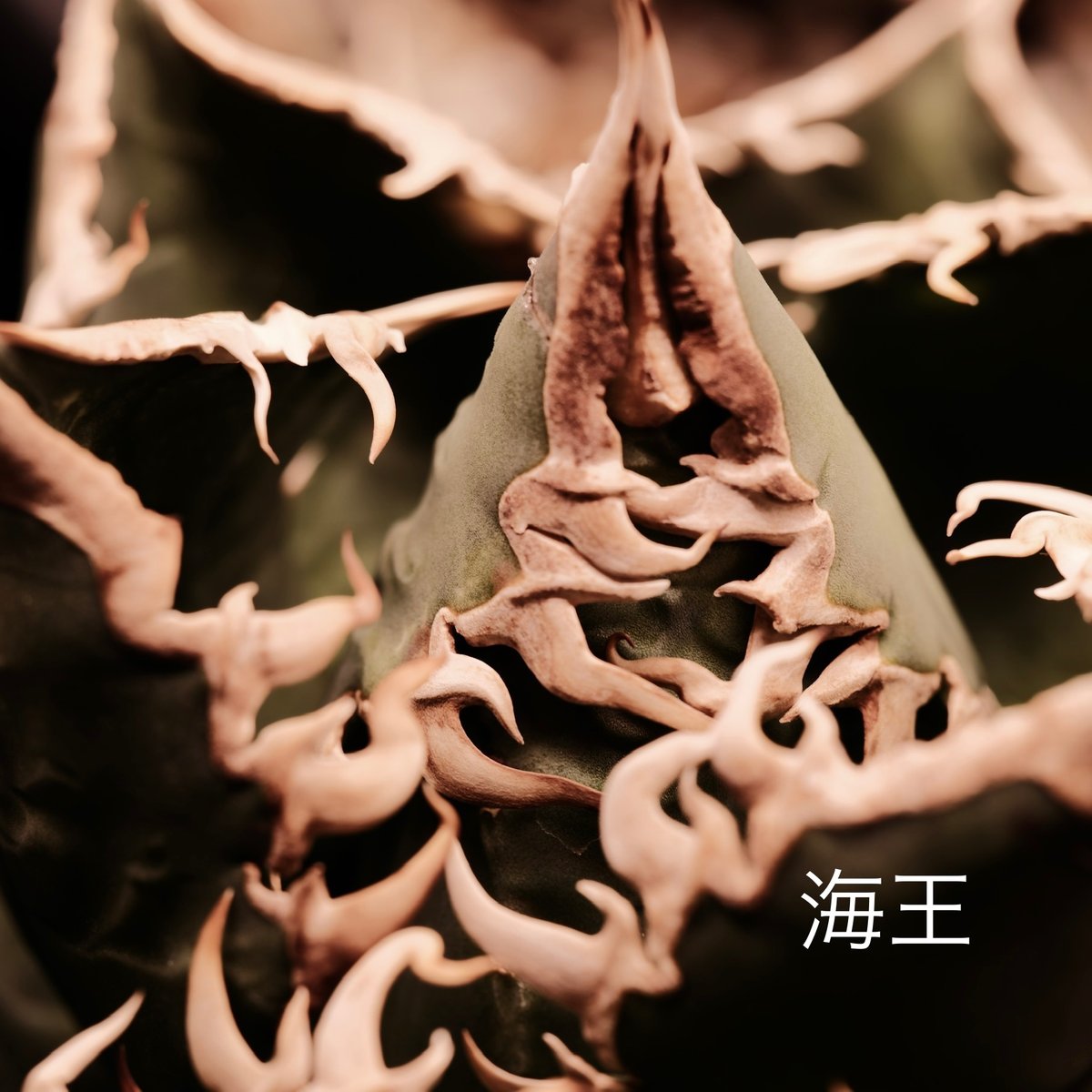 アガベ・チタノタ”海王” 中国株 OC 子株 発根済 | Agave アガベ・チタノタ”海王” 中国株 OC 子株 発根済 | Agave