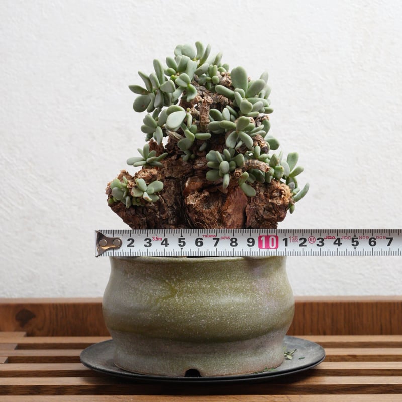 ケラリア・ピグマエア 現地球 x BOTANIZE陶器鉢 | Agave & Caudex P