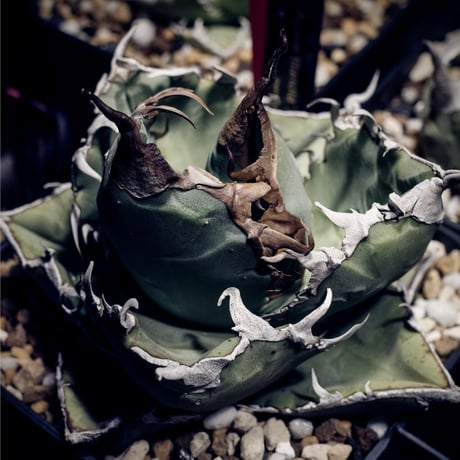CATEGORY Agave (アガベ) | Agave & Caudex Port Eden CATEGORY Agave (アガベ) | Agave & Caudex Port Eden