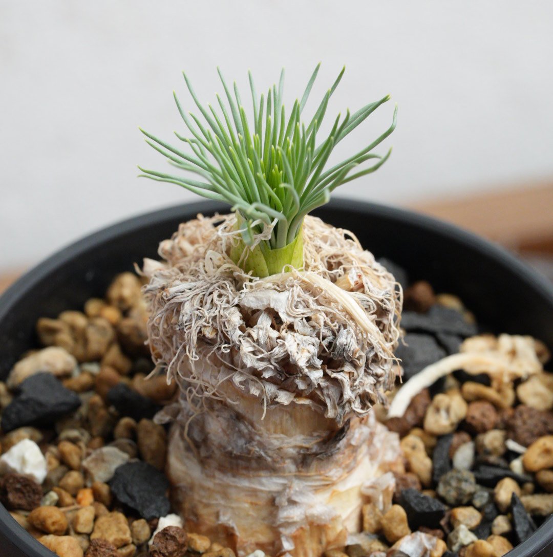 ゲチリス・グランディフローラ 現地球 | Agave & Caudex Port Eden