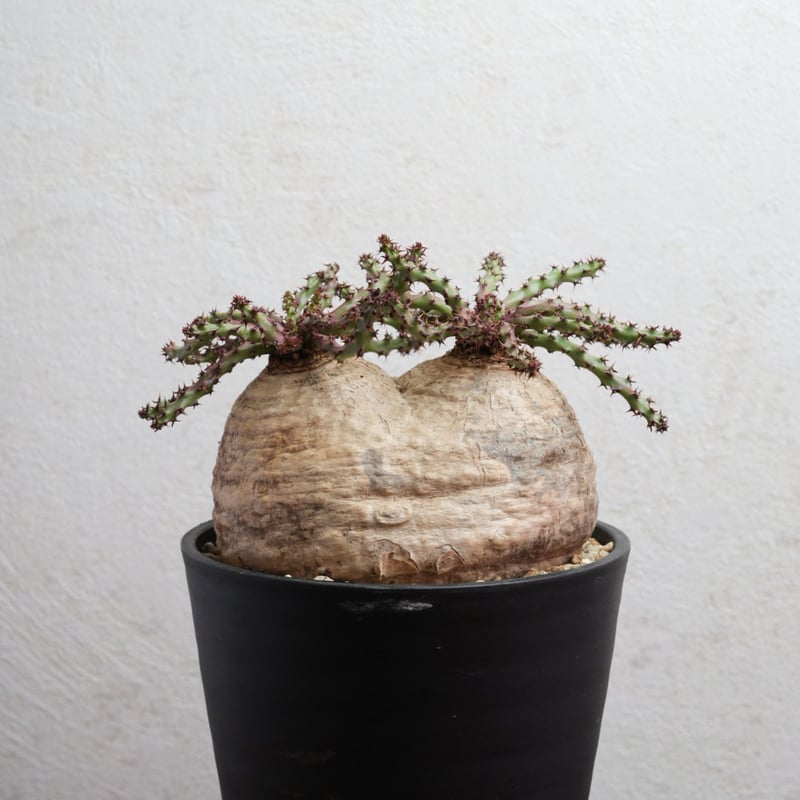 ユーフォルビア・デシドゥア 現地球 ダブルヘッド | Agave & Caudex