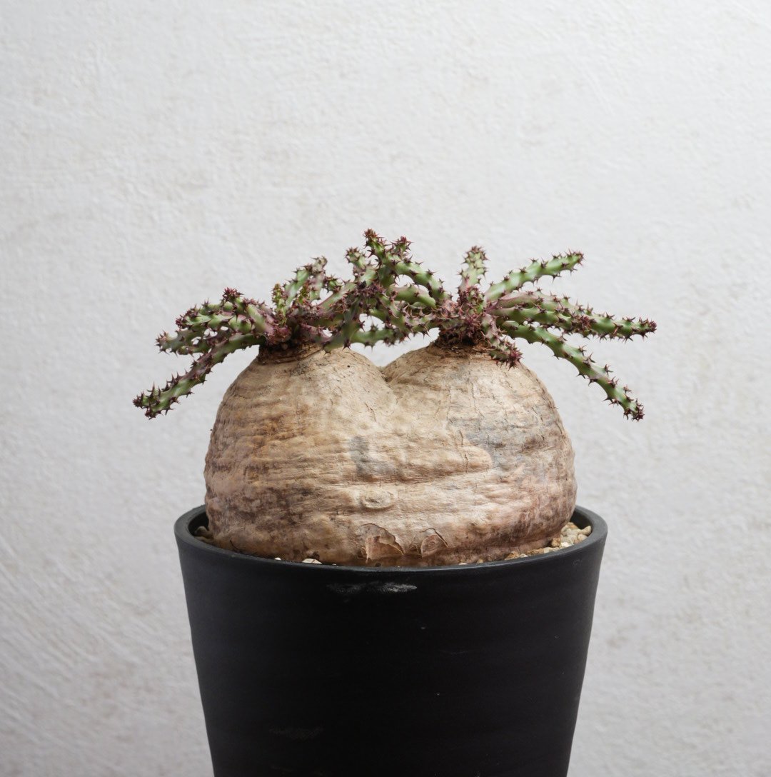 T059 珍奇塊根種 ユーフォルビア デシドゥア 現地球 T059 珍奇塊根種 ユーフォルビア デシドゥア 現地球