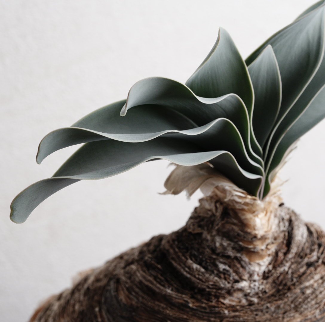 ブーファン ハエマンソイデス ケープバルブ 現地球 ブーファン ハエマンソイデス ケープバルブ 現地球 2025年最新