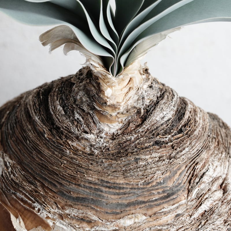 ブーファン ハエマンソイデス ケープバルブ 現地球 ブーファン ハエマンソイデス ケープバルブ 現地球 2025年最新