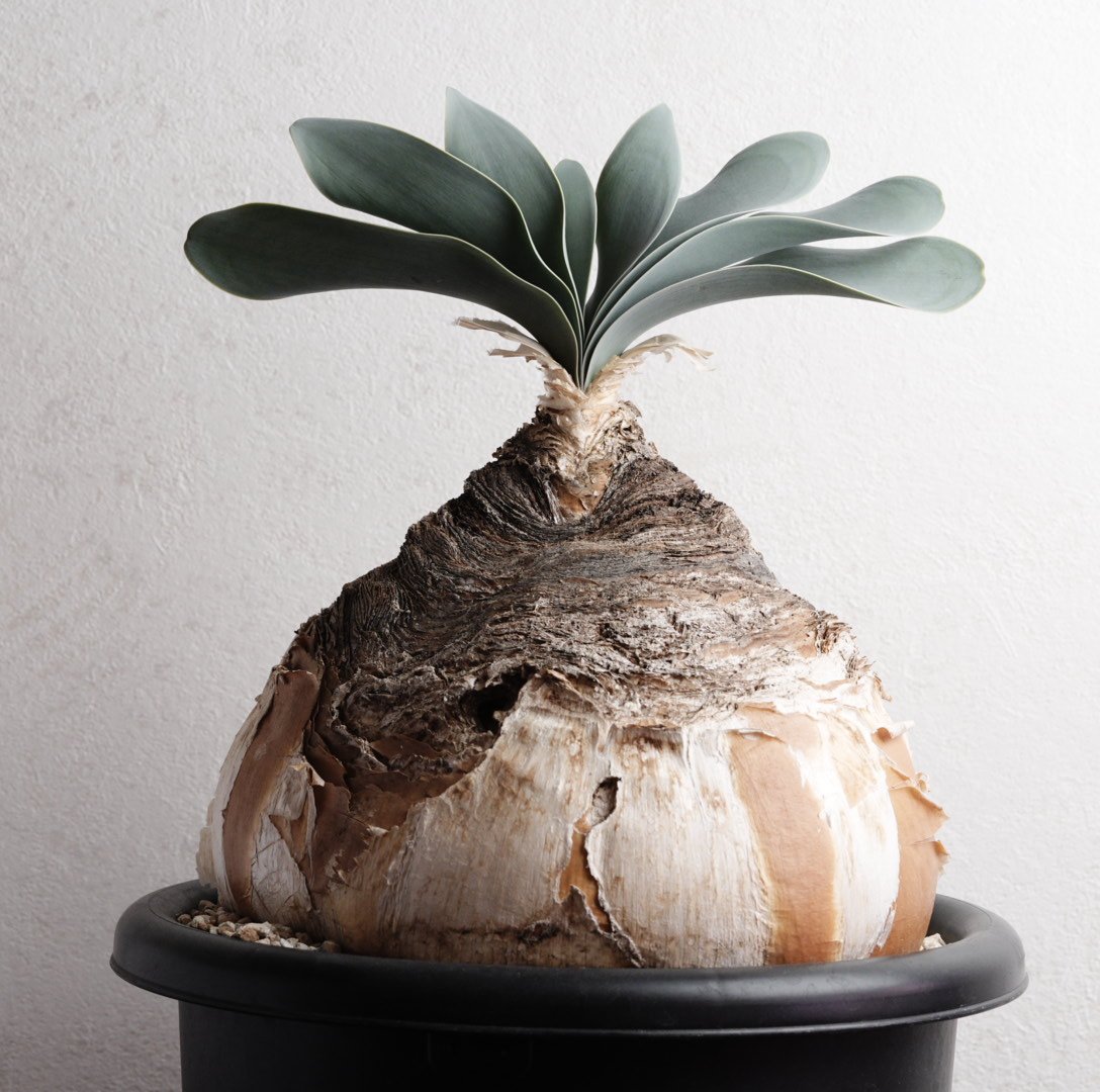 ブーファン・ハエマンソイデス 現地球 | Agave & Caudex Port Eden