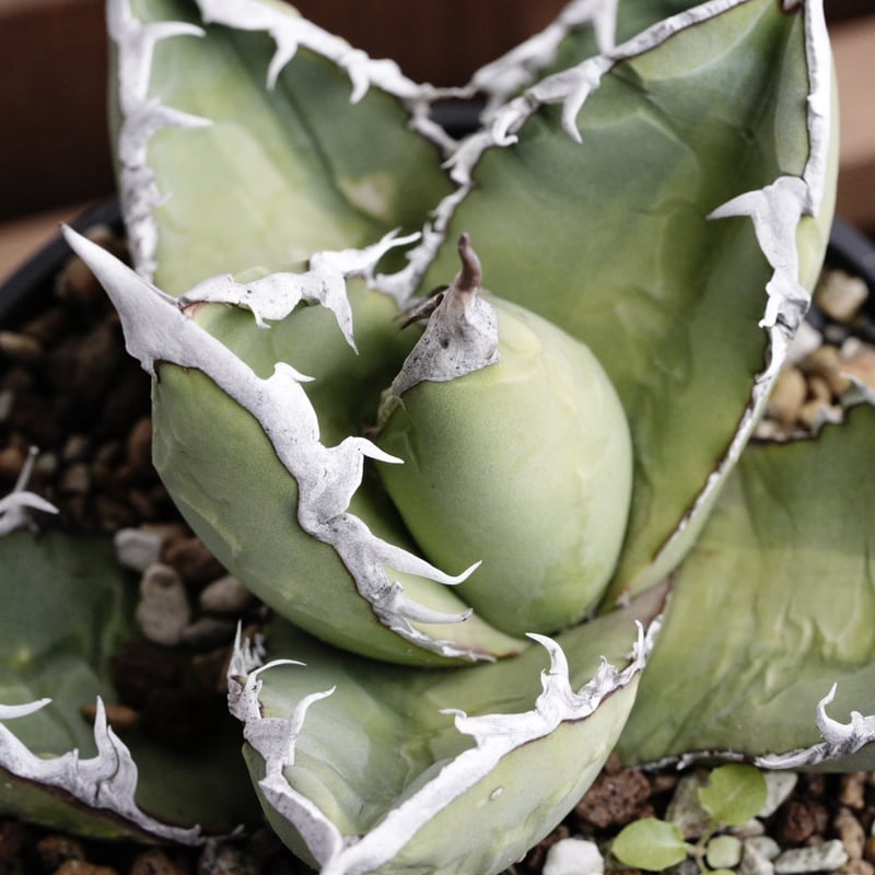 アガベ・チタノタ 包心龍 4号鉢中株 | Agave & Caudex Port Eden