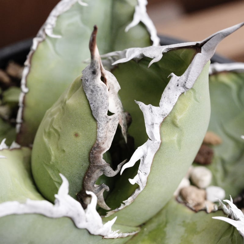 アガベ・チタノタ 包心龍 4号鉢中株 | Agave & Caudex Port Eden