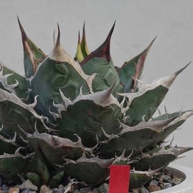 アガベ・チタノタ”卡逹” 台湾株 OC 子株 発根済 | Agave アガベ・チタノタ”卡逹” 台湾株 OC 子株 発根済 | Agave
