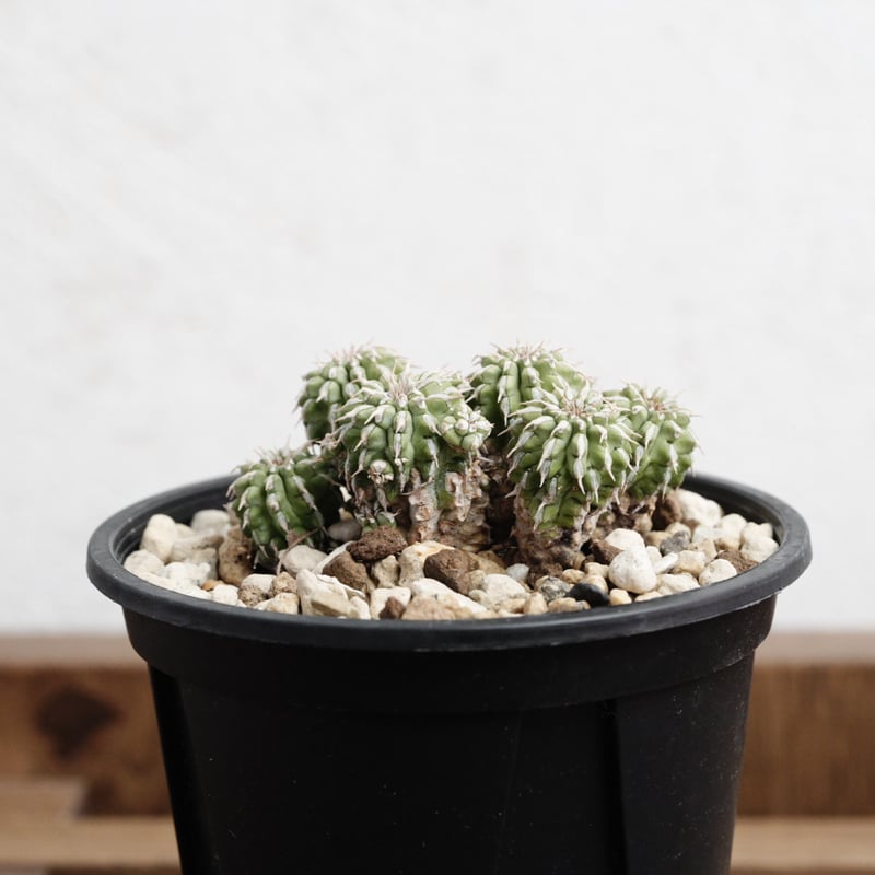 ユーフォルビア・セプルタ 現地球 | Agave & Caudex Port Eden