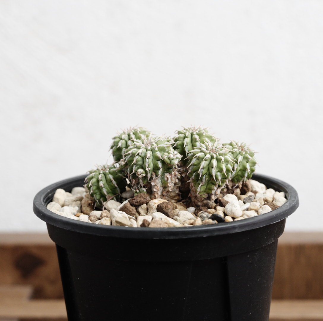 ユーフォルビア・セプルタ 現地球 | Agave & Caudex Port Eden