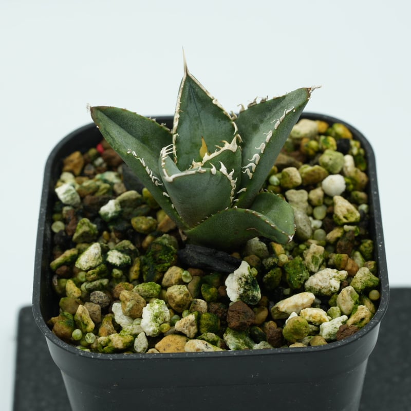 記念セール：アガベ・チタノタ”海王” 子株 発根済 | Agave & Caudex 