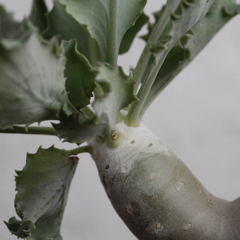 オトンナ・クレムノフィラ 実生 X 陶器鉢 | Agave & Caudex Port Eden