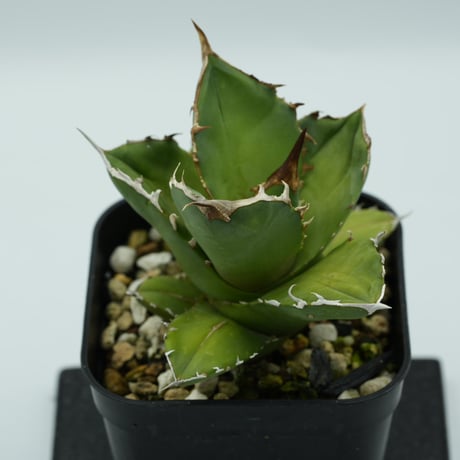 緑犀牛 OC子株① 【公式通販】