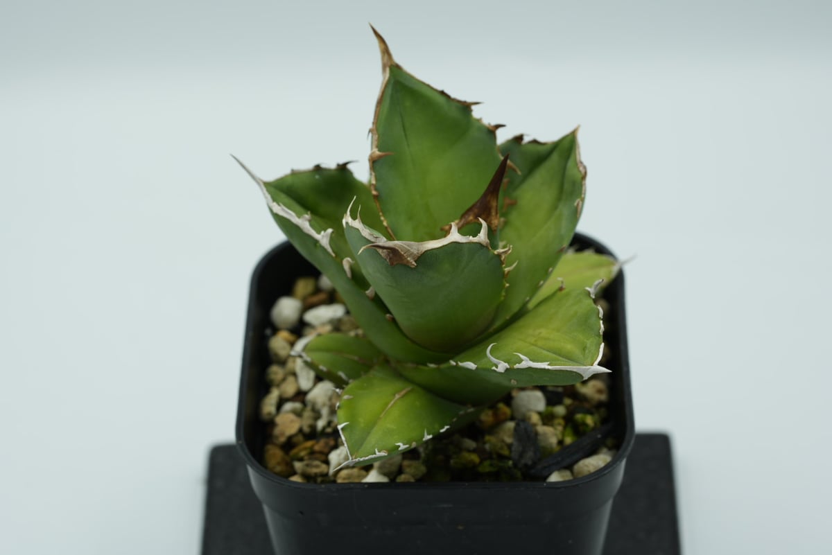 緑犀牛 OC子株② 緑犀牛 OC子株② 【公式通販】