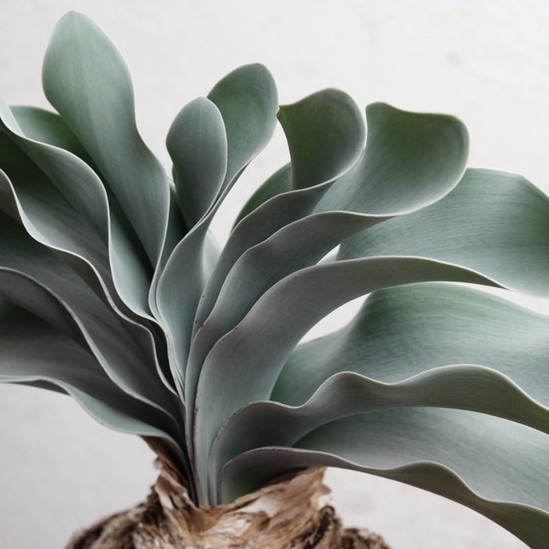 ブーファン　ハエマンソイデス　現地球 1月お届け)ブーファン・ハエマンソイデス 現地球 | Agave & Caudex Port