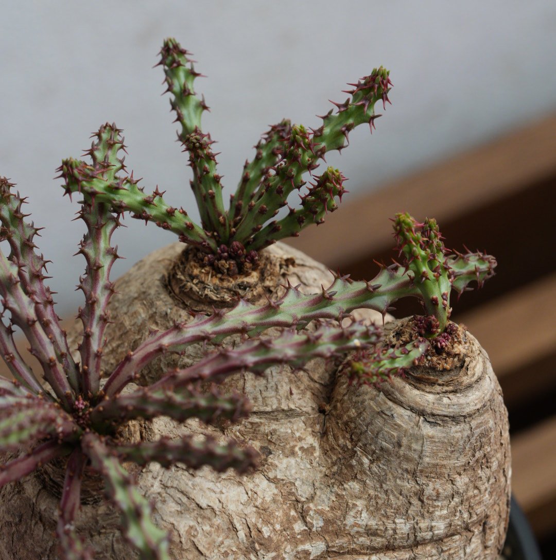 ユーフォルビア・デシドゥア 現地球 トリプルヘッド | Agave & Caudex