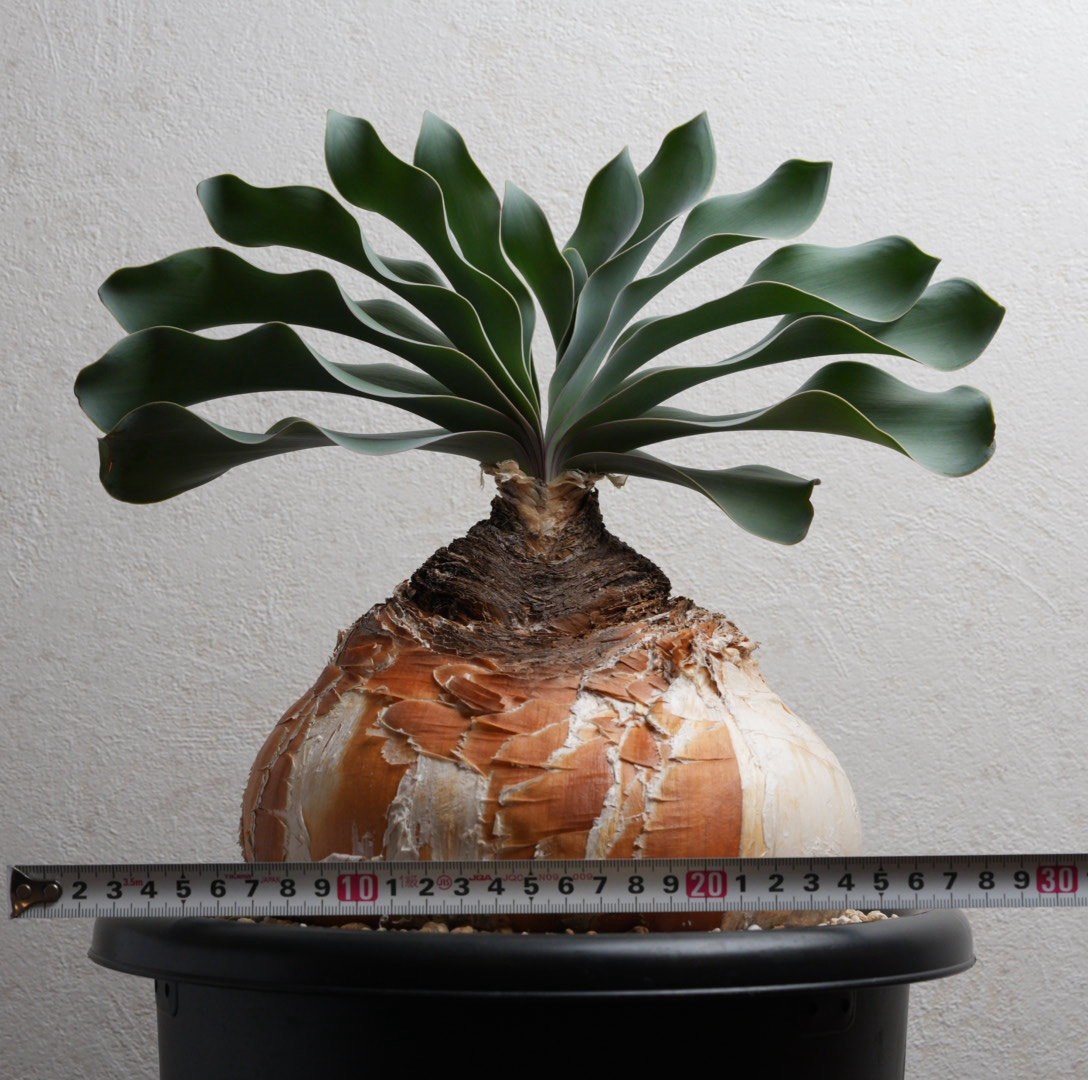 ブーファン・ハエマンソイデス 現地球 | Agave & Caudex Port Eden