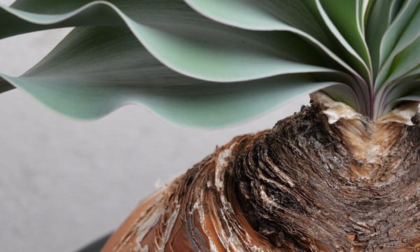 Agave & Caudex Port Eden