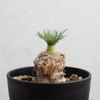ブーファン・ハエマンソイデス 現地球 | Agave & Caudex Port Eden