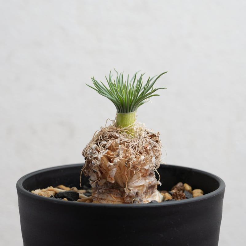 Gethyllis grandiflora　ゲチリス　グランディフローラ ゲチリス・グランディフローラ 現地球 | Agave & Caudex Port Eden