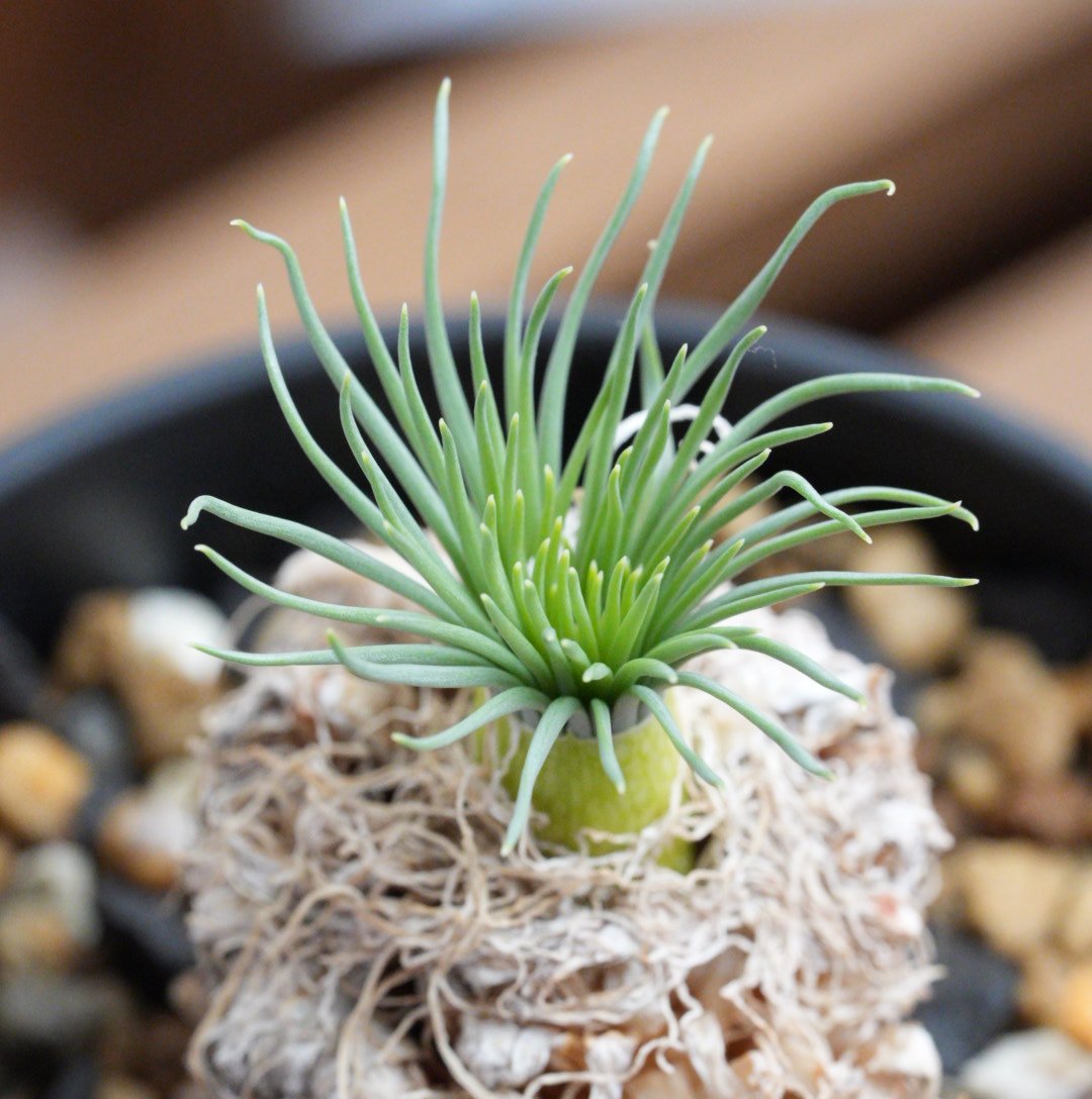 ゲチリス・グランディフローラ 現地球 | Agave & Caudex Port Eden