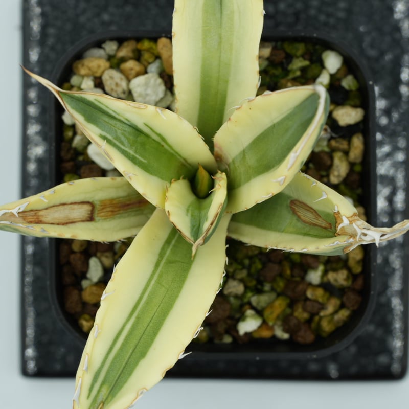 アガベ　チタノタ　実生選抜 アガベ チタノタ実生選抜子株