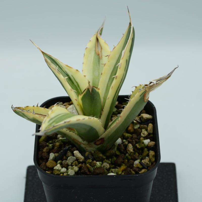 アガベ　チタノタ　実生　選抜 アガベ チタノタ実生選抜子株