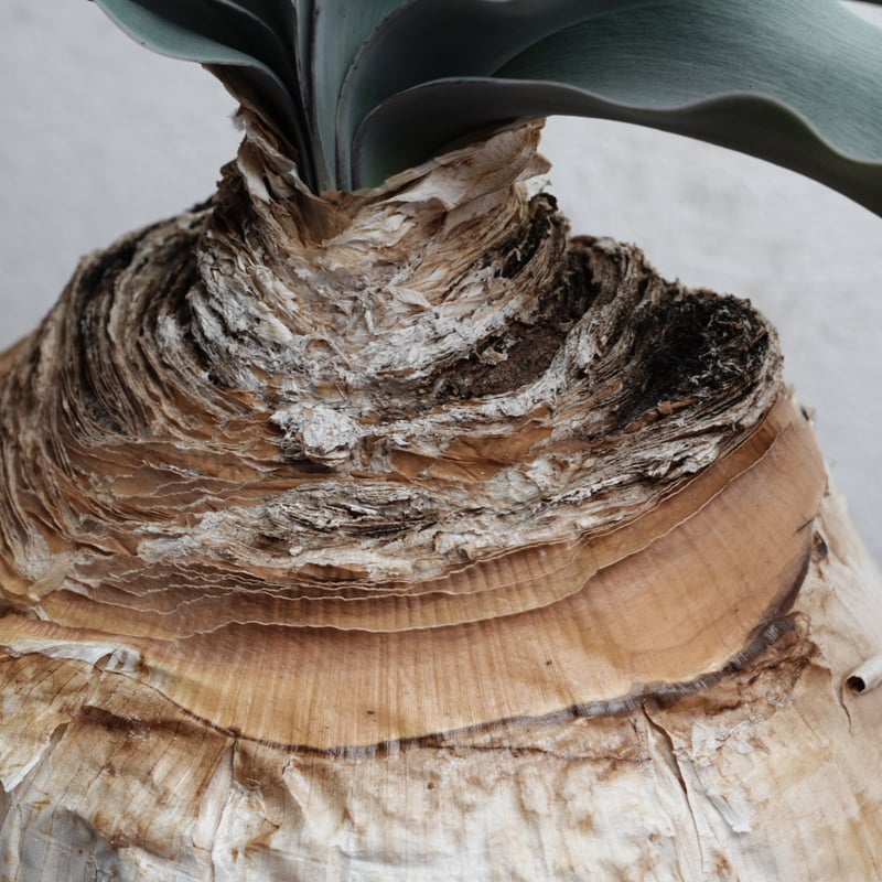 1月お届け)ブーファン・ハエマンソイデス 現地球 | Agave & Caudex Port