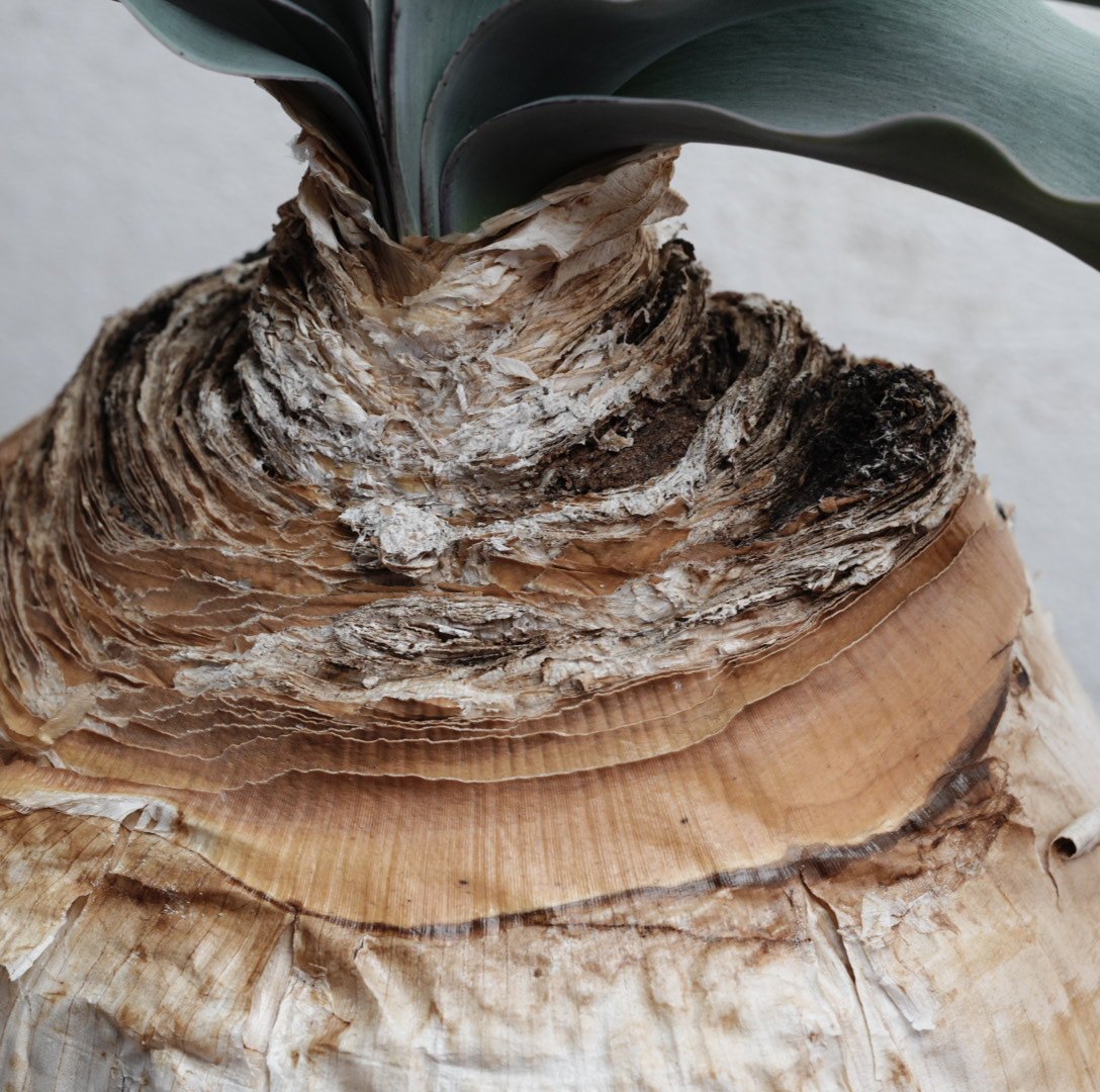 1月お届け)ブーファン・ハエマンソイデス 現地球 | Agave & Caudex Port