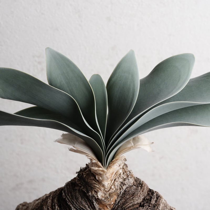 ブーファン・ハエマンソイデス 現地球 | Agave & Caudex Port Eden