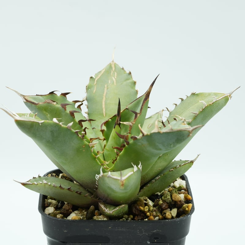 アガベ チタノタ 皇冠 子株 OC株 【公式通販】