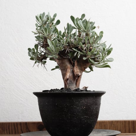 オトンナユーフォルビオイデス | STORES