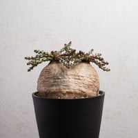 ユーフォルビア・ムランジーナ 現地球 x 井上茂 陶器鉢 | Agave