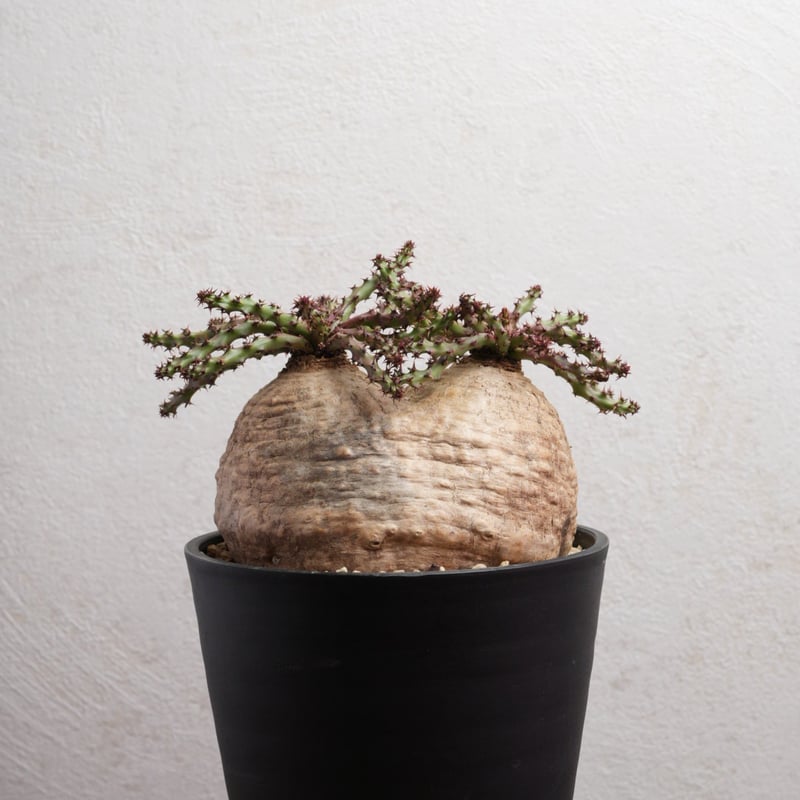 T061 珍奇塊根種 ユーフォルビア デシドゥア 現地球 T061 珍奇塊根種 ユーフォルビア デシドゥア 現地球 コーデックス