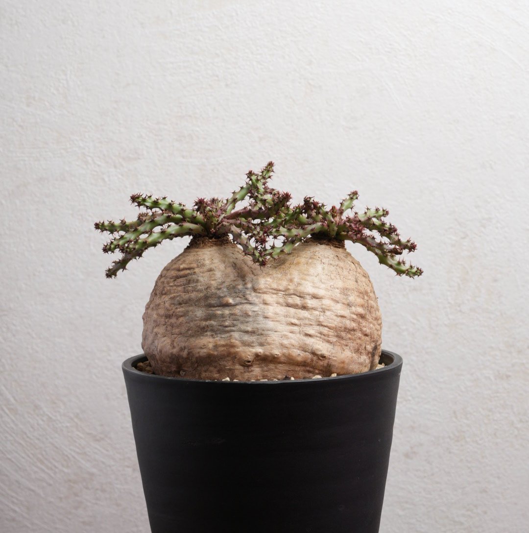 ユーフォルビア・デシドゥア 現地球 ダブルヘッド | Agave & Caudex
