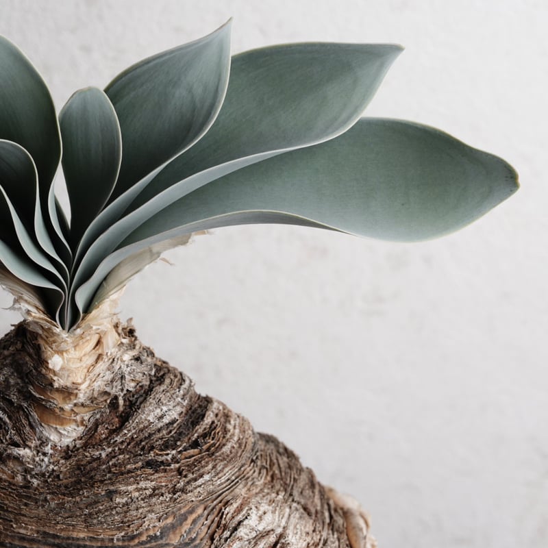 ブーファン・ハエマンソイデス 現地球 | Agave & Caudex Port Eden