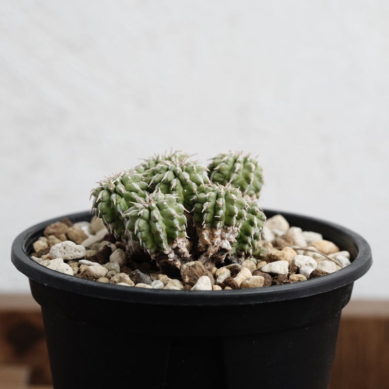 ユーフォルビアデセプタ ユーフォルビア デセプタ | GREEN LUCK