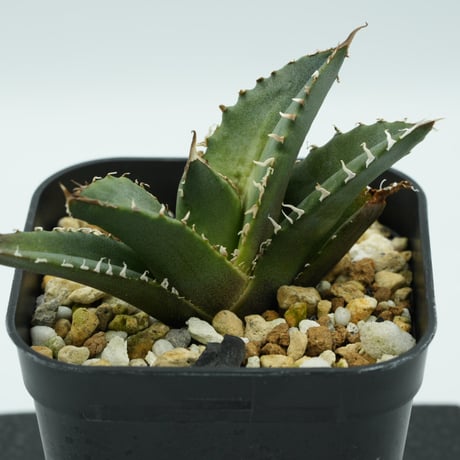 Agave 白犀牛③ OC子株