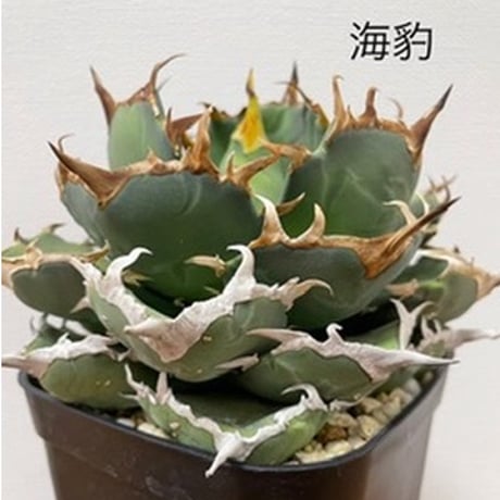 CATEGORY Agave (アガベ) | Agave & Caudex Port Eden CATEGORY Agave (アガベ) | Agave & Caudex Port Eden