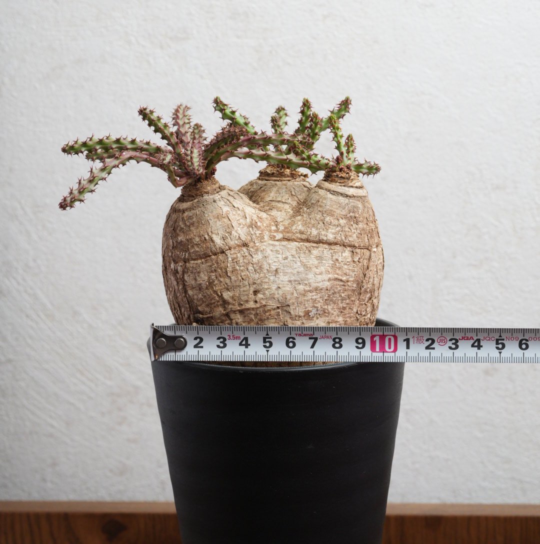 ユーフォルビア・デシドゥア 現地球 トリプルヘッド | Agave & Caudex