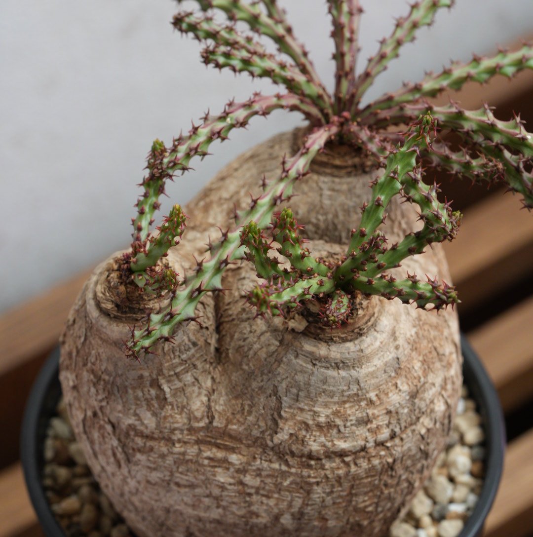 ユーフォルビア・デシドゥア 現地球 トリプルヘッド | Agave & Caudex