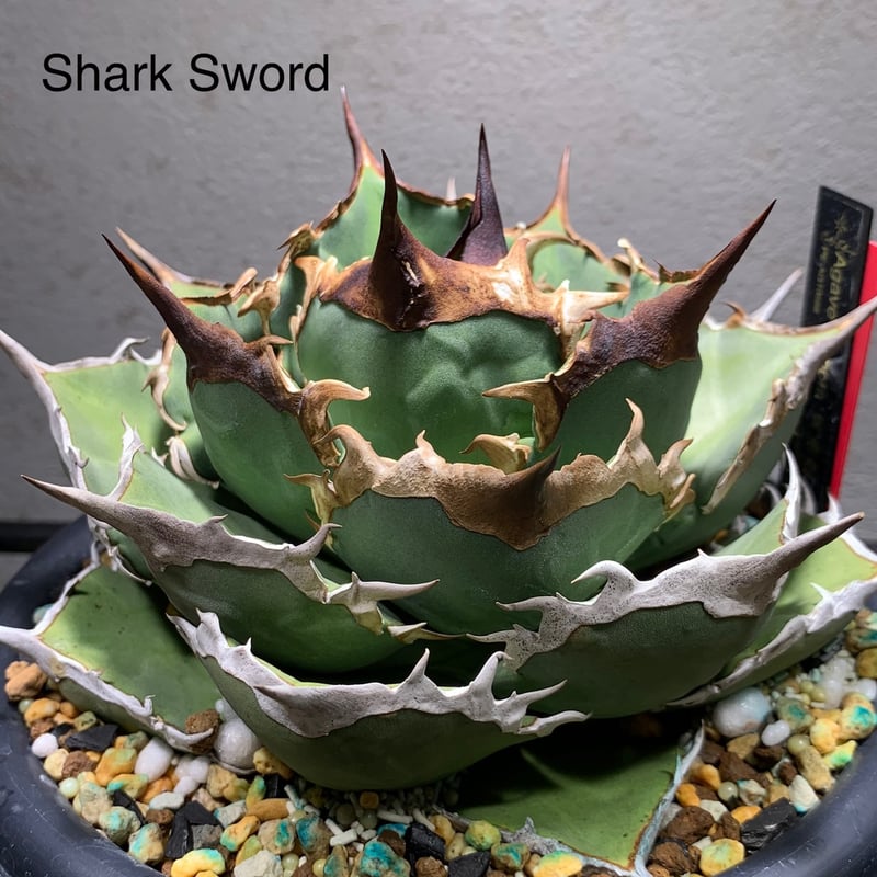 アガベチタノタシャークソード鯊魚剣