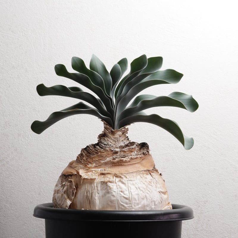 1月お届け)ブーファン・ハエマンソイデス 現地球 | Agave & Caudex Port