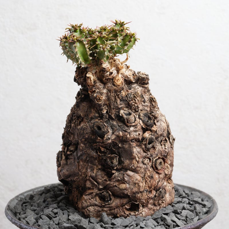 ユーフォルビア・ムランジーナ 現地球 x 井上茂 陶器鉢 | Agave