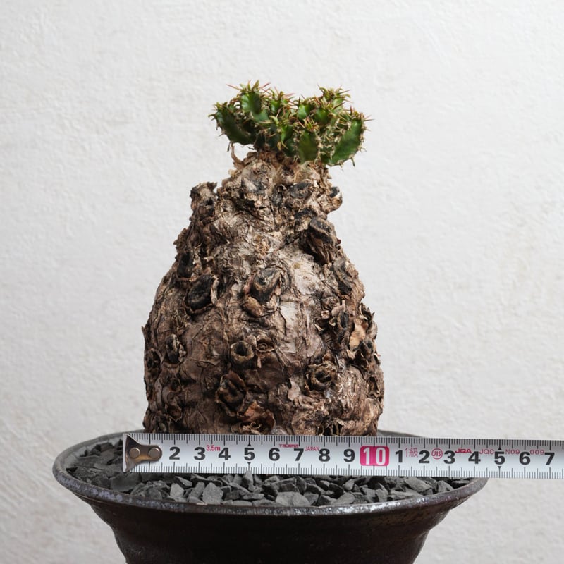 ユーフォルビア・ムランジーナ 現地球 x 井上茂 陶器鉢 | Agave