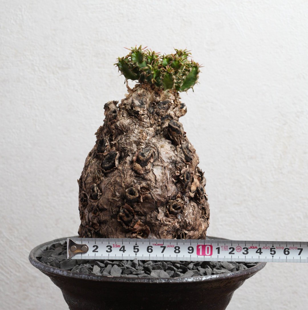 ユーフォルビア・ムランジーナ 現地球 x 井上茂 陶器鉢 | Agave