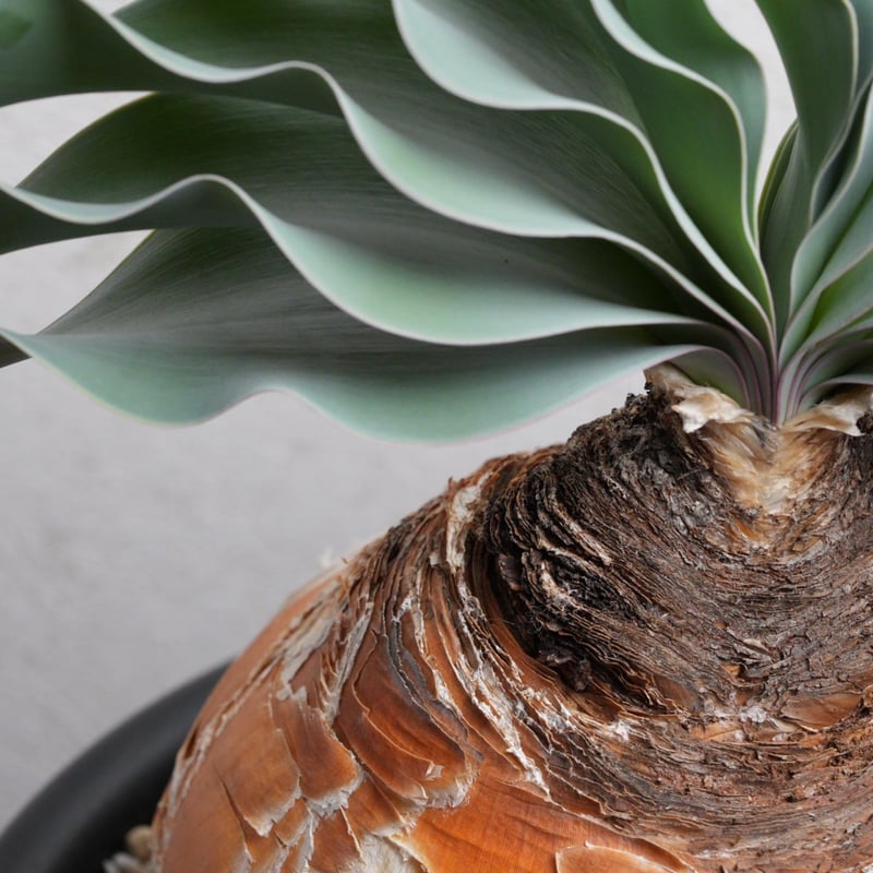 ブーファン・ハエマンソイデス 現地球 | Agave & Caudex Port Eden