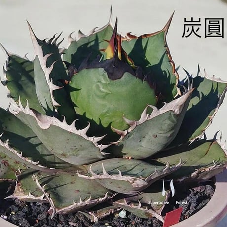 CATEGORY Agave (アガベ) | Agave & Caudex Port Eden CATEGORY Agave (アガベ) | Agave & Caudex Port Eden